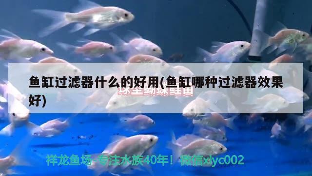 魚缸過濾器什么的好用(魚缸哪種過濾器效果好) 白子黃化銀龍魚