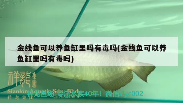 金線魚可以養(yǎng)魚缸里嗎有毒嗎(金線魚可以養(yǎng)魚缸里嗎有毒嗎)