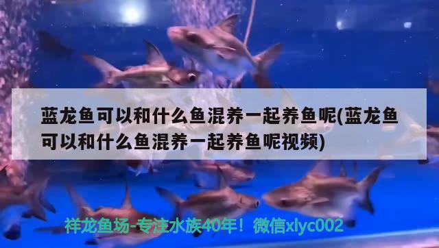 藍龍魚可以和什么魚混養(yǎng)一起養(yǎng)魚呢(藍龍魚可以和什么魚混養(yǎng)一起養(yǎng)魚呢視頻) 龍魚芯片掃碼器