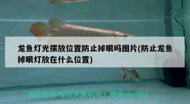 龍魚燈光擺放位置防止掉眼嗎圖片(防止龍魚掉眼燈放在什么位置)