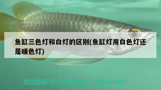 魚缸三色燈和白燈的區(qū)別(魚缸燈用白色燈還是暖色燈)