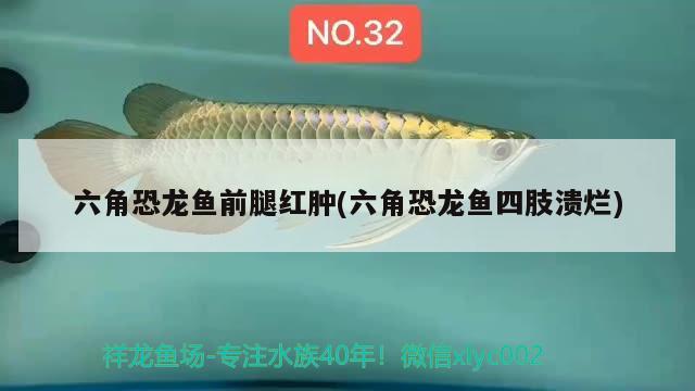 六角恐龍魚前腿紅腫(六角恐龍魚四肢潰爛)