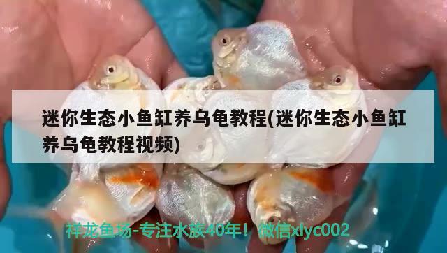 迷你生態(tài)小魚缸養(yǎng)烏龜教程(迷你生態(tài)小魚缸養(yǎng)烏龜教程視頻) 烏龜