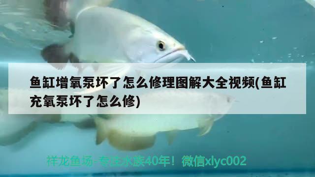 魚缸增氧泵壞了怎么修理圖解大全視頻(魚缸充氧泵壞了怎么修) 黑水素