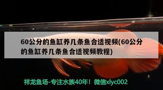 60公分的魚缸養(yǎng)幾條魚合適視頻(60公分的魚缸養(yǎng)幾條魚合適視頻教程)