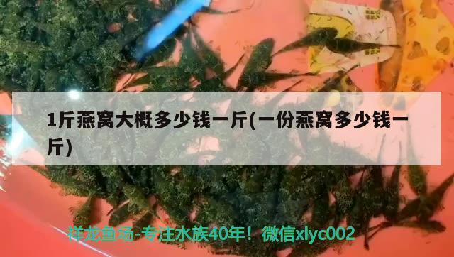 1斤燕窩大概多少錢一斤(一份燕窩多少錢一斤) 馬來西亞燕窩