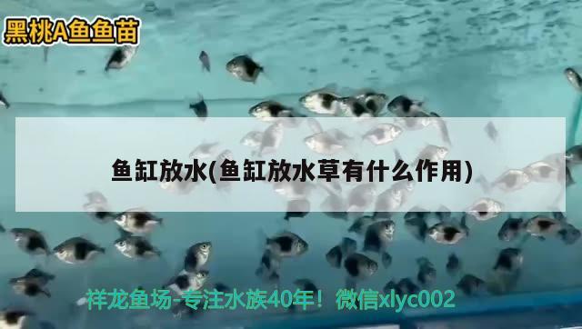 魚缸放水(魚缸放水草有什么作用) 水草