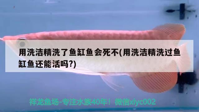 用洗潔精洗了魚缸魚會死不(用洗潔精洗過魚缸魚還能活嗎?) 三色錦鯉魚