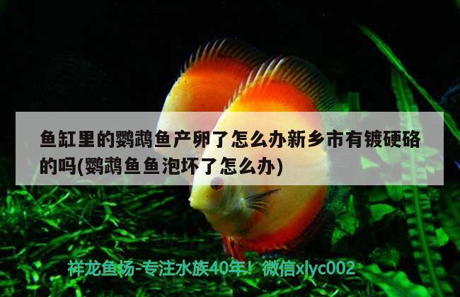 魚(yú)缸里的鸚鵡魚(yú)產(chǎn)卵了怎么辦新鄉(xiāng)市有鍍硬硌的嗎(鸚鵡魚(yú)魚(yú)泡壞了怎么辦) 鸚鵡魚(yú)