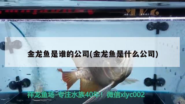 金龍魚是誰的公司(金龍魚是什么公司) 海象魚