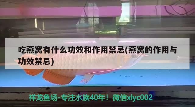 吃燕窩有什么功效和作用禁忌(燕窩的作用與功效禁忌) 馬來西亞燕窩