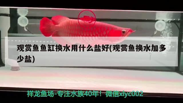 觀賞魚魚缸換水用什么鹽好(觀賞魚換水加多少鹽) 埃及神仙魚