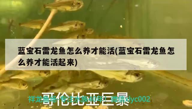 藍(lán)寶石雷龍魚怎么養(yǎng)才能活(藍(lán)寶石雷龍魚怎么養(yǎng)才能活起來) 巴卡雷龍魚