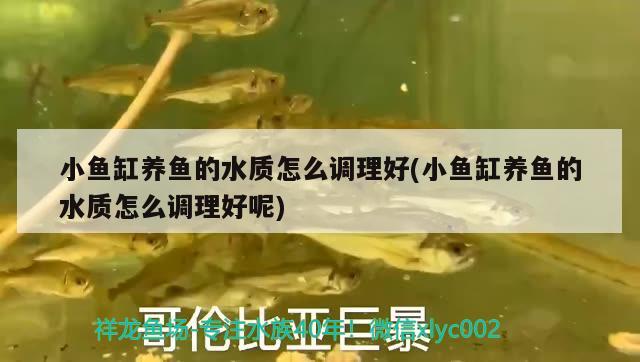 小魚缸養(yǎng)魚的水質(zhì)怎么調(diào)理好(小魚缸養(yǎng)魚的水質(zhì)怎么調(diào)理好呢)