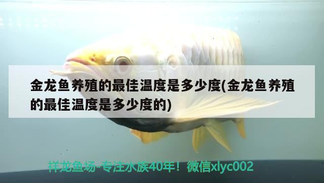 金龍魚(yú)養(yǎng)殖的最佳溫度是多少度(金龍魚(yú)養(yǎng)殖的最佳溫度是多少度的) 紅白錦鯉魚(yú)