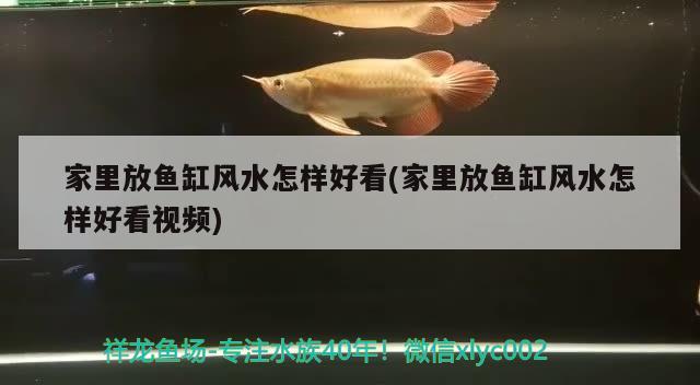 家里放魚缸風(fēng)水怎樣好看(家里放魚缸風(fēng)水怎樣好看視頻) 魚缸風(fēng)水