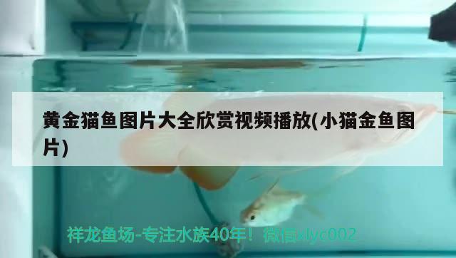 黃金貓魚圖片大全欣賞視頻播放(小貓金魚圖片)