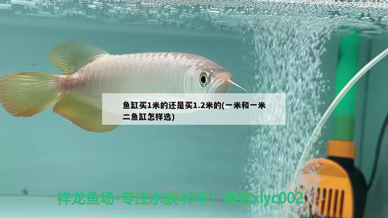 魚(yú)缸買1米的還是買1.2米的(一米和一米二魚(yú)缸怎樣選) 金三間魚(yú)