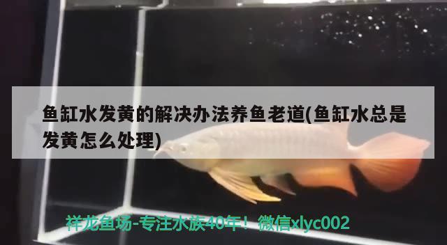 魚缸水發(fā)黃的解決辦法養(yǎng)魚老道(魚缸水總是發(fā)黃怎么處理)