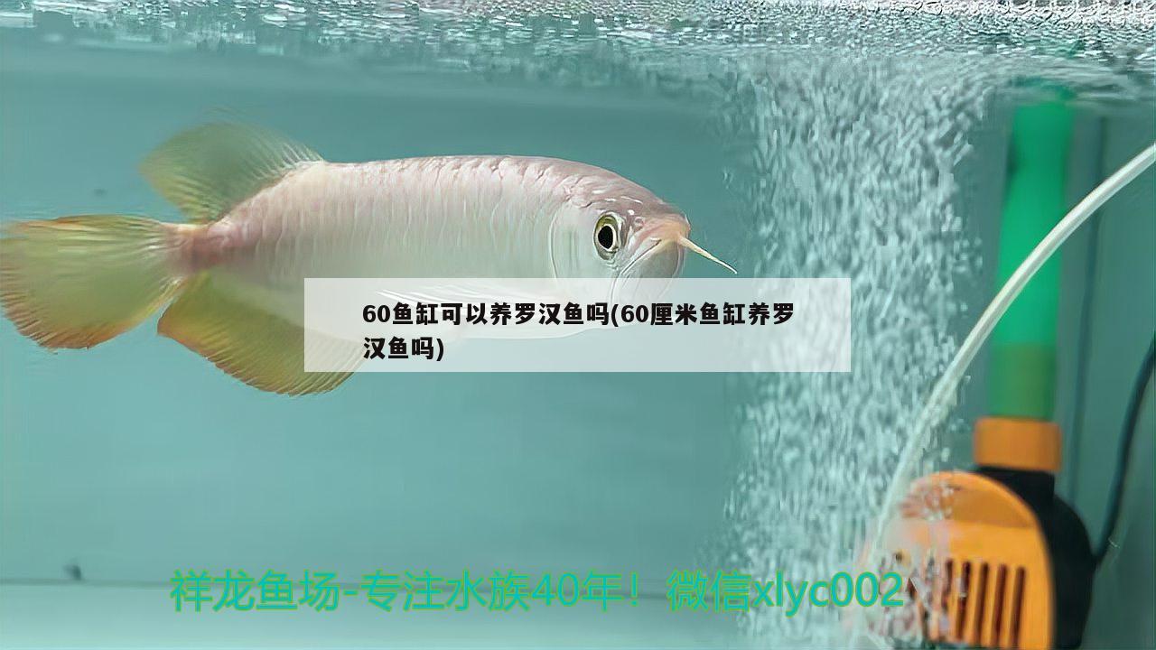 60魚缸可以養(yǎng)羅漢魚嗎(60厘米魚缸養(yǎng)羅漢魚嗎) 羅漢魚