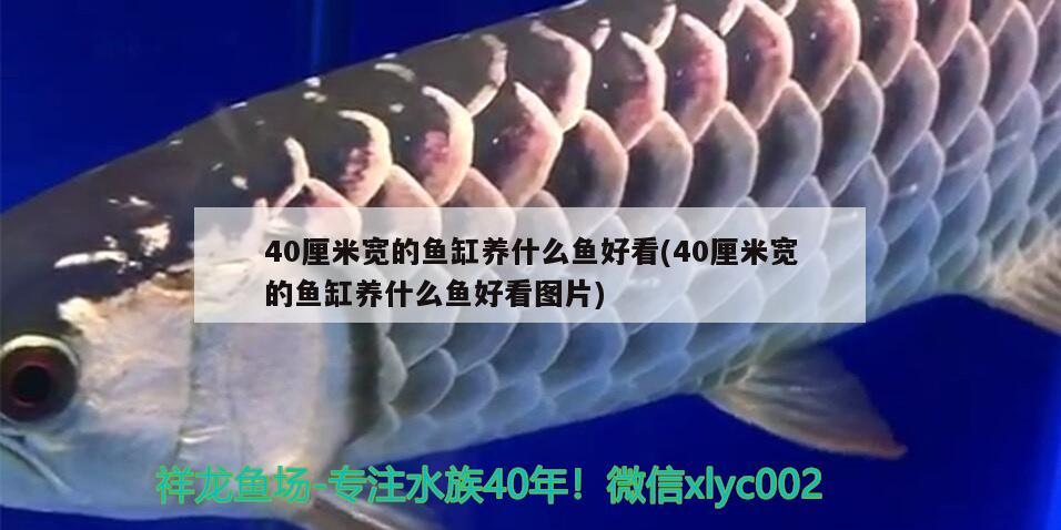 40厘米寬的魚(yú)缸養(yǎng)什么魚(yú)好看(40厘米寬的魚(yú)缸養(yǎng)什么魚(yú)好看圖片)