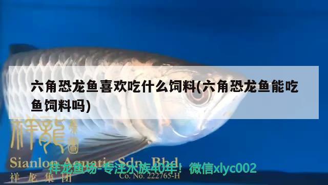 六角恐龍魚喜歡吃什么飼料(六角恐龍魚能吃魚飼料嗎)