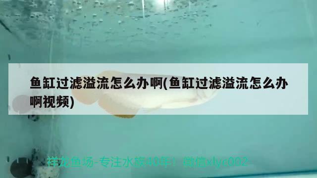 魚缸過濾溢流怎么辦啊(魚缸過濾溢流怎么辦啊視頻) PH調(diào)節(jié)劑