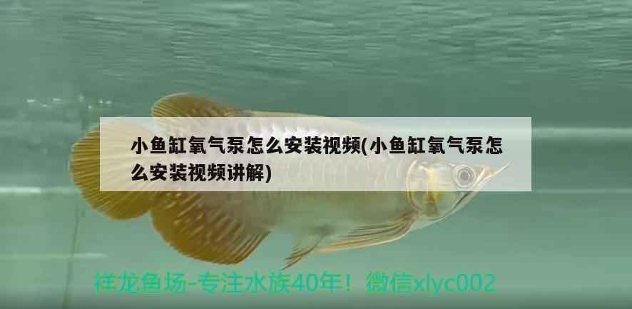 小魚缸氧氣泵怎么安裝視頻(小魚缸氧氣泵怎么安裝視頻講解) 過背金龍魚