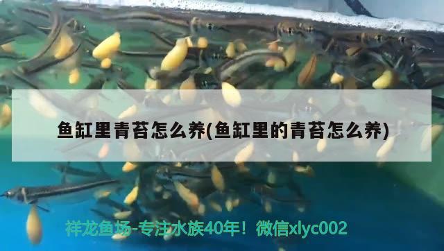 魚缸里青苔怎么養(yǎng)(魚缸里的青苔怎么養(yǎng)) 祥龍魚場(chǎng)