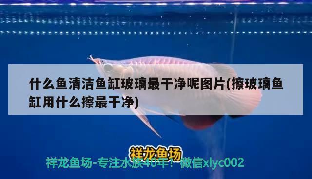 什么魚(yú)清潔魚(yú)缸玻璃最干凈呢圖片(擦玻璃魚(yú)缸用什么擦最干凈) 照明器材