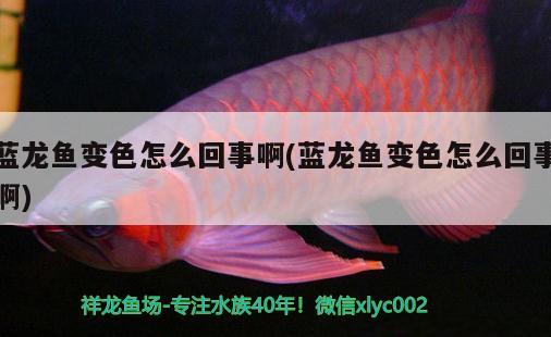 藍(lán)龍魚變色怎么回事啊(藍(lán)龍魚變色怎么回事啊)