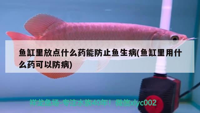 魚缸里放點(diǎn)什么藥能防止魚生病(魚缸里用什么藥可以防病) 成吉思汗鯊（球鯊）魚