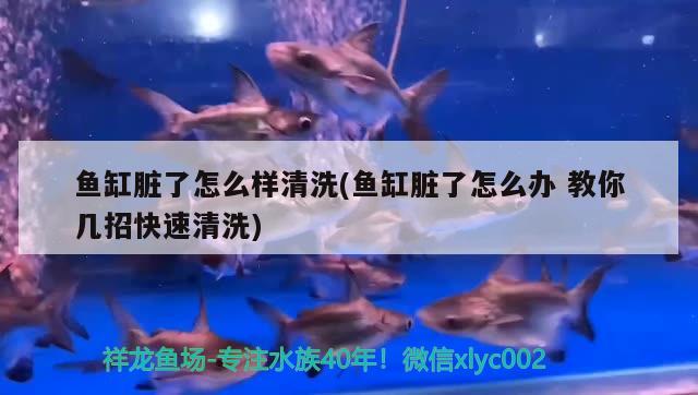 魚缸臟了怎么樣清洗(魚缸臟了怎么辦教你幾招快速清洗) 白子紅龍魚