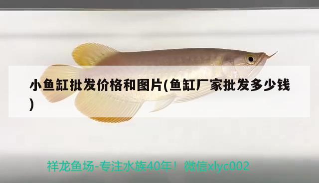 小魚缸批發(fā)價格和圖片(魚缸廠家批發(fā)多少錢)