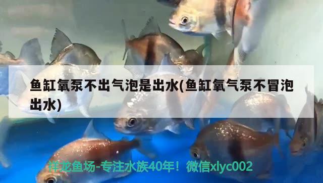 魚缸氧泵不出氣泡是出水(魚缸氧氣泵不冒泡出水)