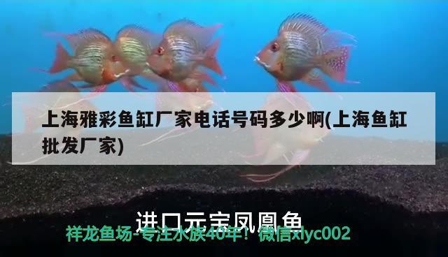 上海雅彩魚缸廠家電話號(hào)碼多少啊(上海魚缸批發(fā)廠家)