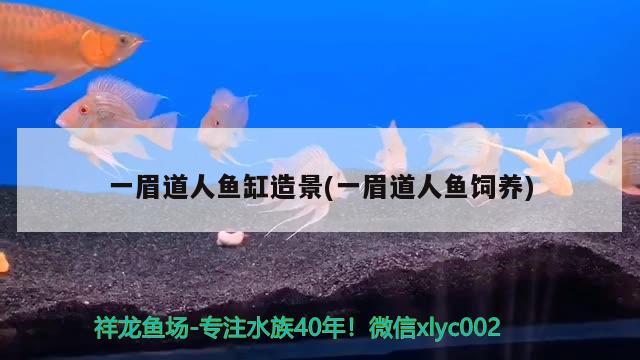 一眉道人魚(yú)缸造景(一眉道人魚(yú)飼養(yǎng))