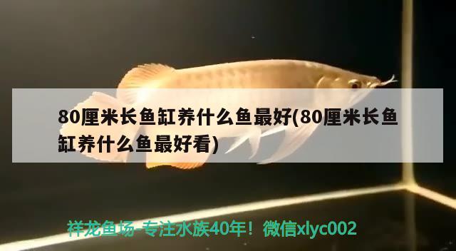 80厘米長魚缸養(yǎng)什么魚最好(80厘米長魚缸養(yǎng)什么魚最好看) 黃金招財貓魚