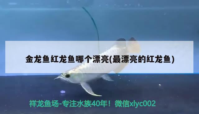 金龍魚(yú)紅龍魚(yú)哪個(gè)漂亮(最漂亮的紅龍魚(yú)) 羅漢魚(yú)批發(fā)