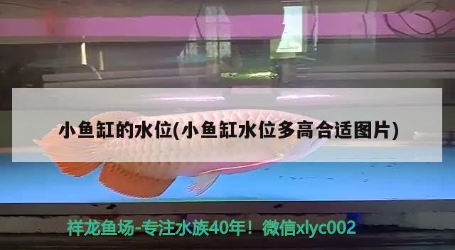 小魚缸的水位(小魚缸水位多高合適圖片) 祥龍魚場