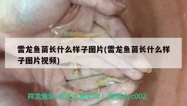 雷龍魚苗長什么樣子圖片(雷龍魚苗長什么樣子圖片視頻) 銀龍魚百科