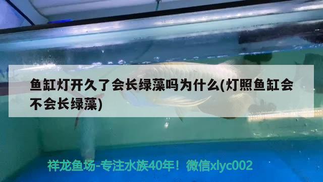 魚缸燈開久了會長綠藻嗎為什么(燈照魚缸會不會長綠藻) 潛水泵