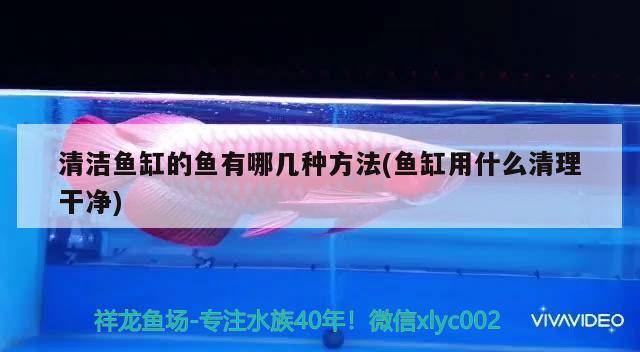 清潔魚缸的魚有哪幾種方法(魚缸用什么清理干凈)