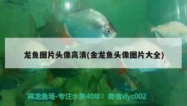 龍魚圖片頭像高清(金龍魚頭像圖片大全) 龍魚芯片掃碼器