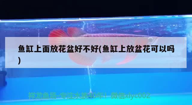 魚(yú)缸上面放花盆好不好(魚(yú)缸上放盆花可以嗎) 銀古魚(yú)苗