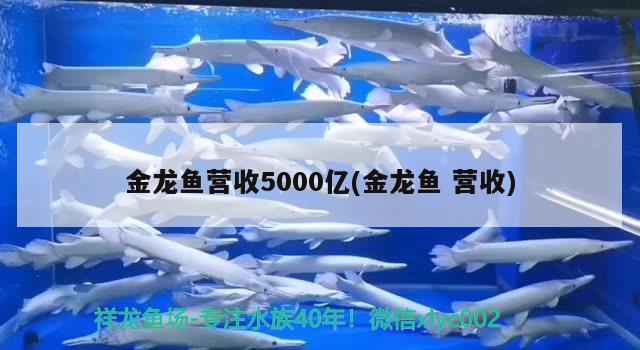 金龍魚營收5000億(金龍魚營收)