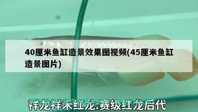 40厘米魚缸造景效果圖視頻(45厘米魚缸造景圖片) 龍鳳鯉魚