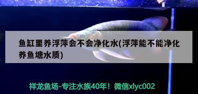 魚缸里養(yǎng)浮萍會不會凈化水(浮萍能不能凈化養(yǎng)魚塘水質(zhì)) 紅頭利魚