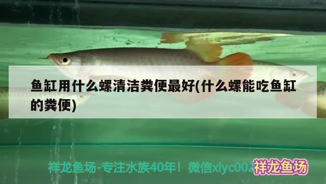 魚(yú)缸用什么螺清潔糞便最好(什么螺能吃魚(yú)缸的糞便) 七紋巨鯉魚(yú)