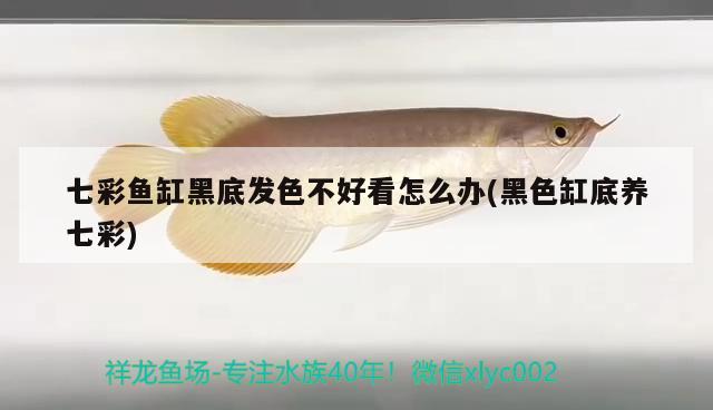 七彩魚缸黑底發(fā)色不好看怎么辦(黑色缸底養(yǎng)七彩) 龍魚專用燈